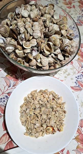 Mare di Lignano e basse maree ... non solo disagi ma ricche raccolte di molluschi